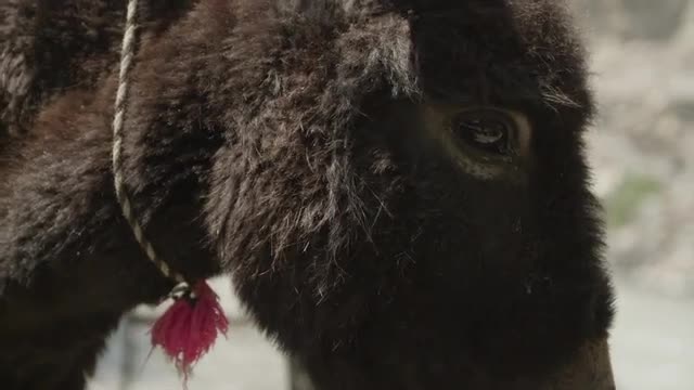 A010_C054_0428PD.mov