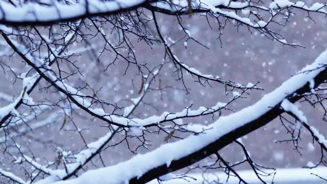 Snow falling over tree branches