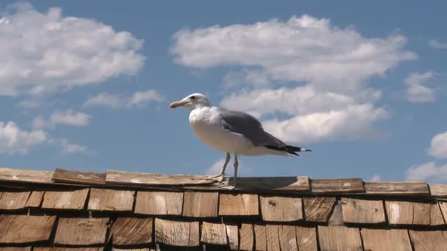 Seagull at Mono Lake  California 