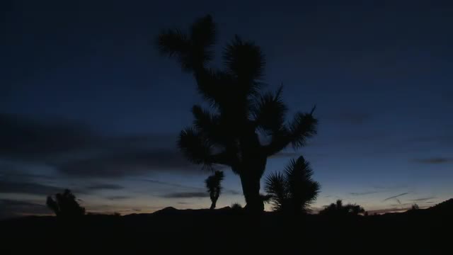 Joshua Tree at Sunrise- Black Rock Canyon