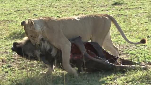 Lion Drags Wildebeest