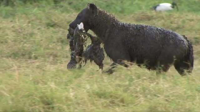Hyena Carries Zebra Leg