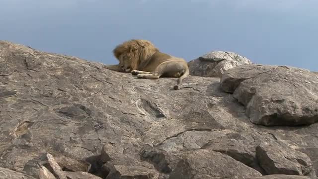 Lion Sleeps On Rock