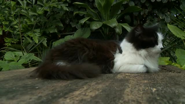 Time Lapse of Cat on Table