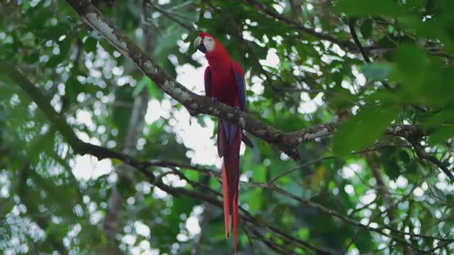 Scarlet Macaw 1