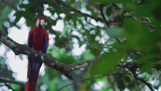 Scarlet Macaw 2