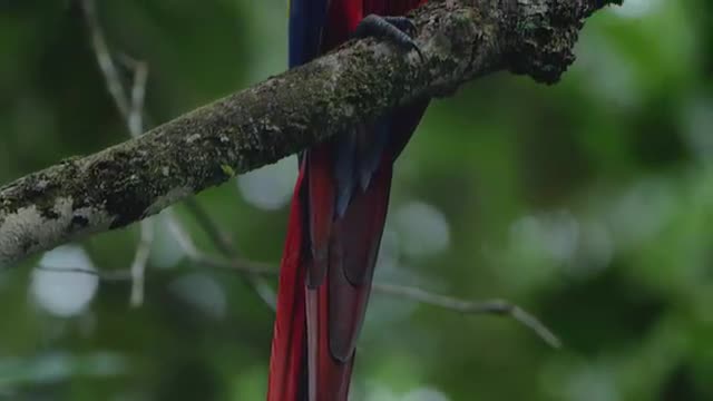 Scarlet Macaw 3