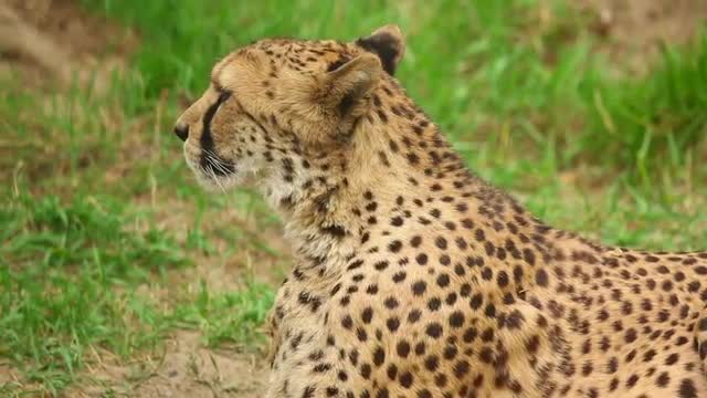 Cheetah