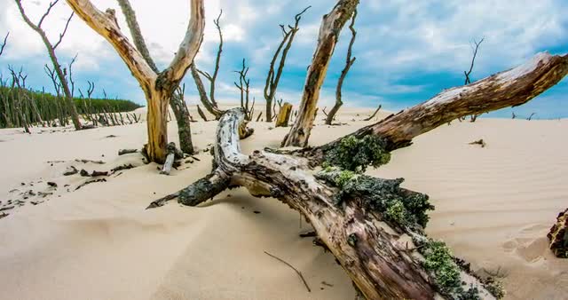 Dead Forest Timelapse 4K