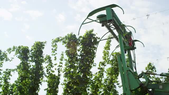 Tractor harvesting hops