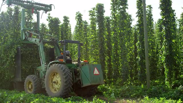Tractor harvesting hops