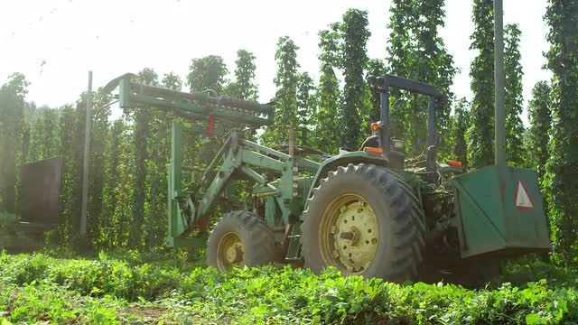 Tractor harvesting hops