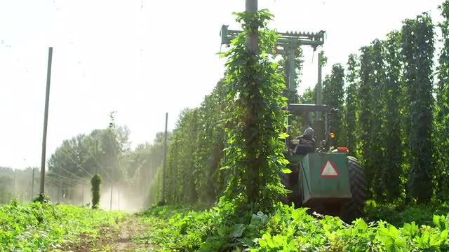 Tractor harvesting hops