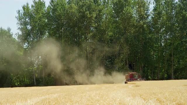 Combine Harvesting Wheat