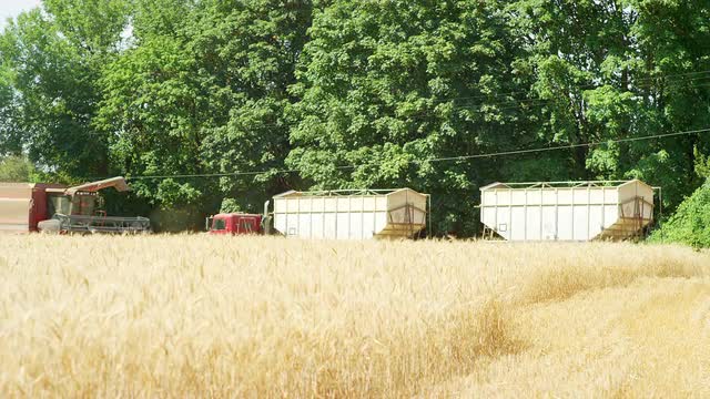 Combine Harvesting Wheat