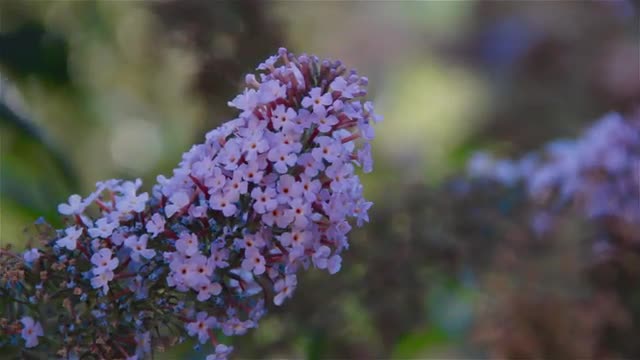 Hummingbird Moth Pollenating Flowers