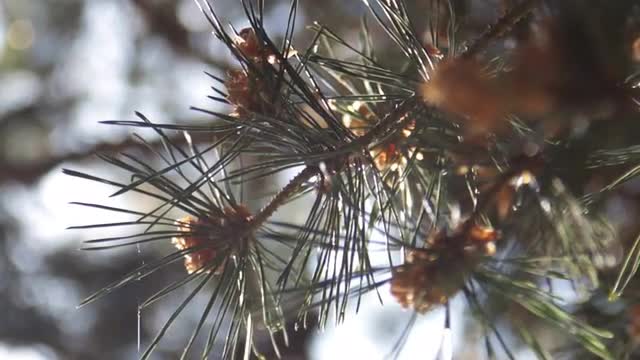 Pine Needles With Bokeh