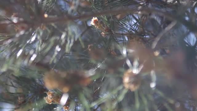 Pine Needles