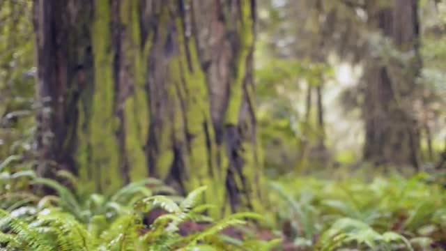 Walking in Redwood Tree Forest POV