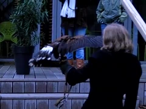 Raptor Flying Between People
