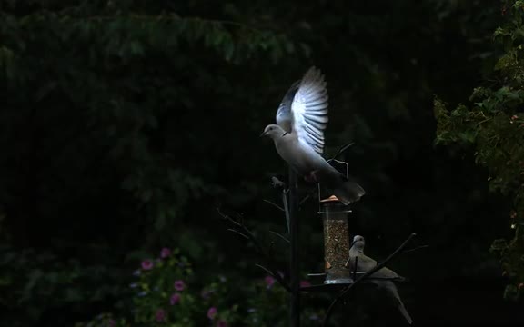 Dove Take-off