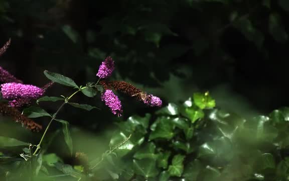 Painted Lady Butterfly