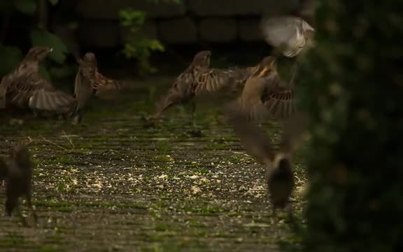 Sparrows Take-off