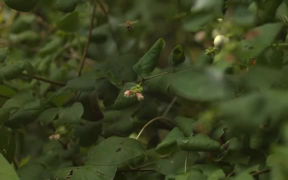 Bee Take Off Flowers