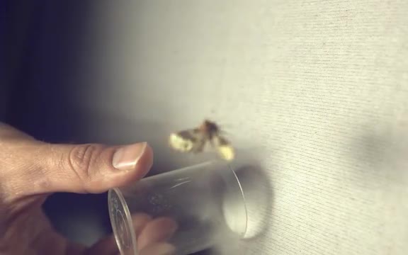 Moth Cylinder