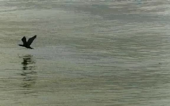 Cormorant Take-off