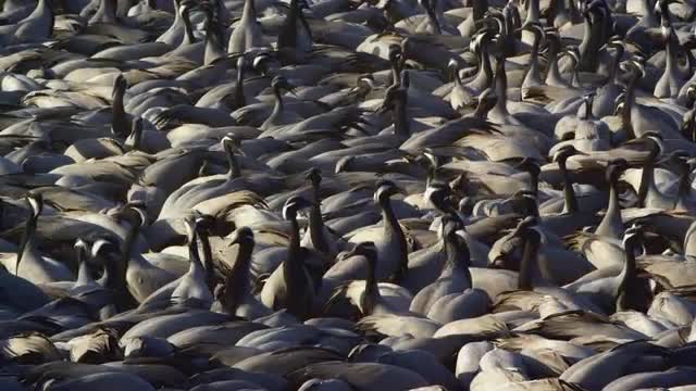 Demoiselle Cranes 17 UHD 