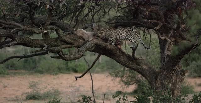 Leopard in tree MS. Kalahari South Africa R3D RAW