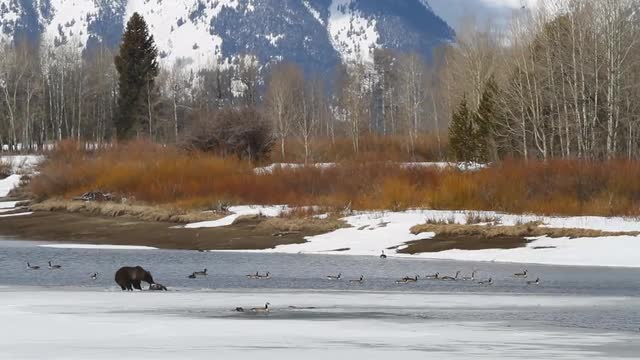 Grizzly Bear Pulling Beaver Carcass