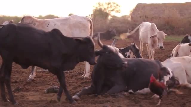 Herd of cows belonging to the Maasai Mara in Tanzania