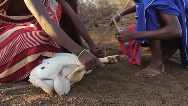 Maasai men in Africa giving a goat an injection 