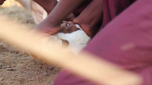 Maasai men in Africa giving a goat an injection 