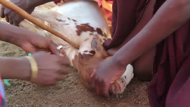 Maasai men in Africa giving a goat an injection 