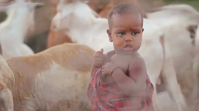 Maasai child amoung animals covered in flies 