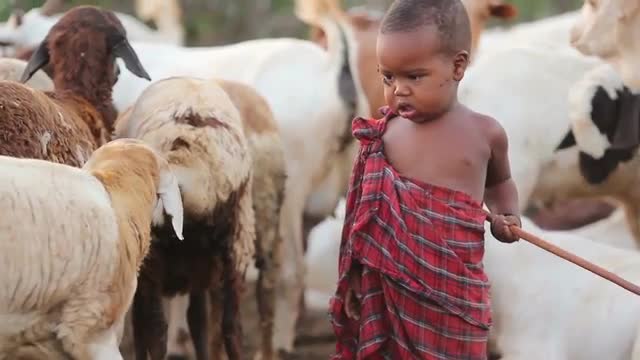 Maasai child amoung animals covered in flies with stick