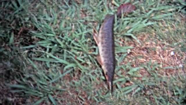 1971: Cane fishing and catch with fish swim trap.