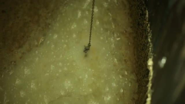 Whisky worker testing fermentation process with sample