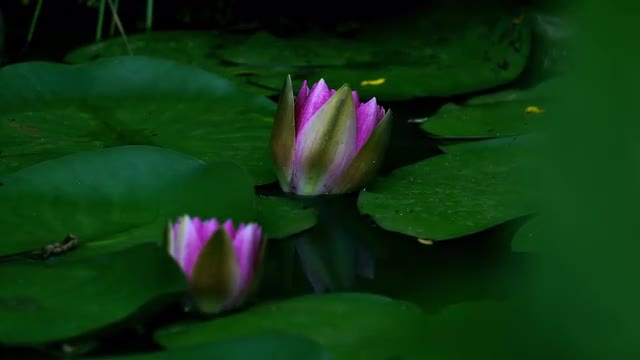 Time lapse of a two water lilies while opening