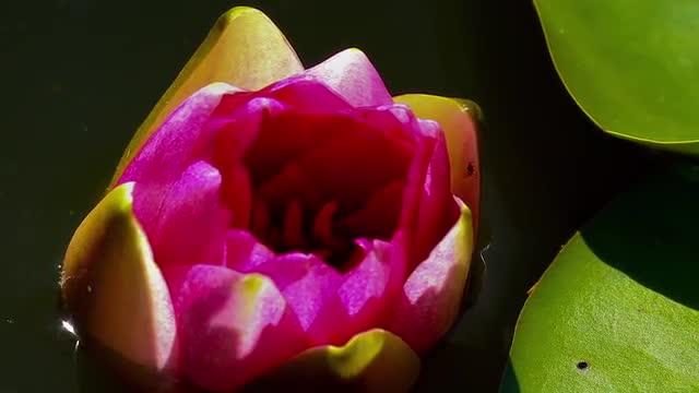Time lapse of a water lily while opening
