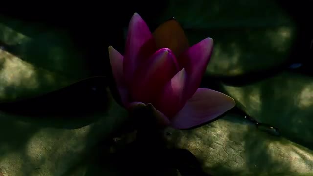 Time lapse of a water lily while closing