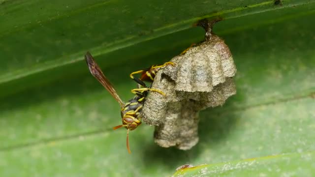 4K Paper Wasp (Polistes sp.) Nest 1
