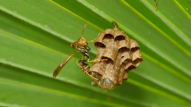 4K Paper Wasp (Polistes sp.) Nest 1