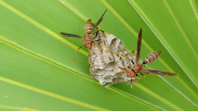 4K Paper Wasp (Polistes exclamans) Nest 1