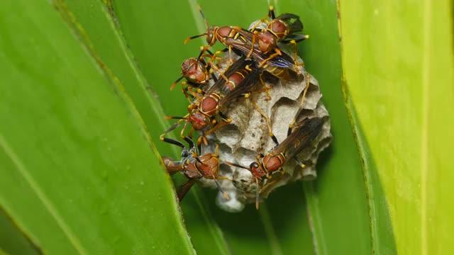 4K Paper Wasp (Polistes exclamans) Nest 2