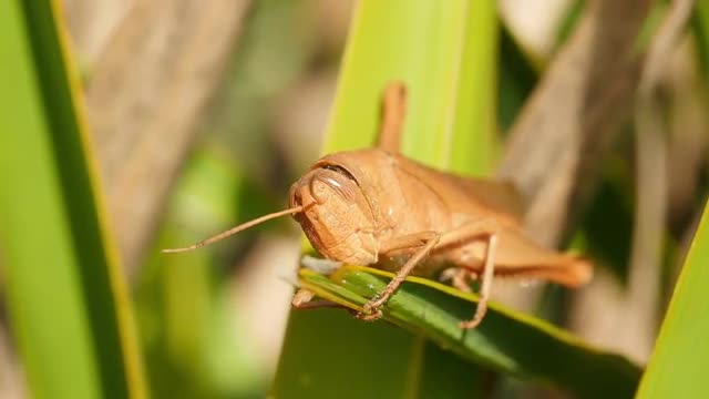 4K Mischievous Bird Grasshopper (Schistocerca damnifica) 1