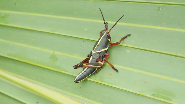 4K Eastern Lubber Grasshopper (Romalea microptera) - Nymph 2